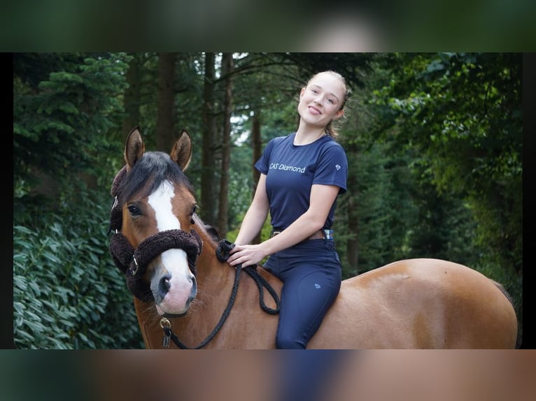 Duitse rijpony Ruin 5 Jaar 148 cm Buckskin in Prinzhöfte