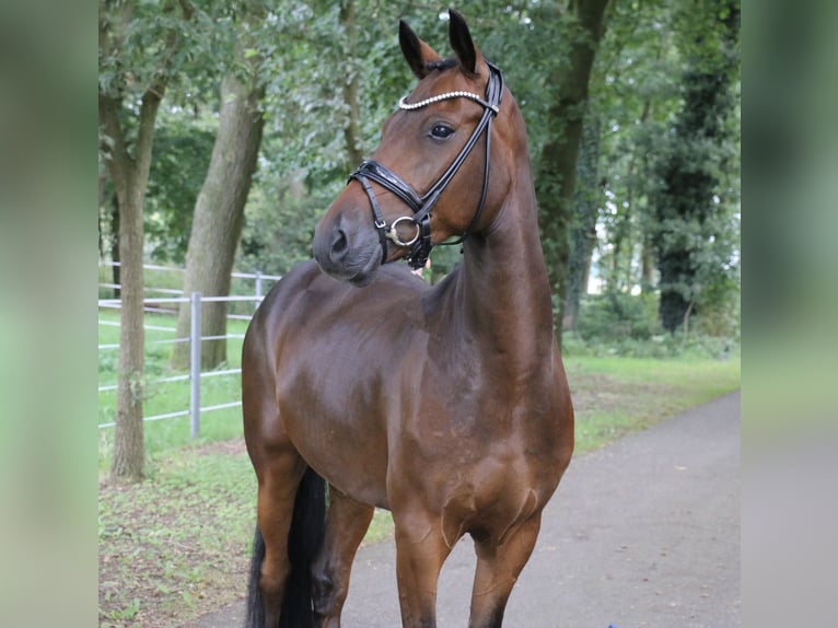 Duitse rijpony Ruin 5 Jaar 148 cm Donkerbruin in Recke, bei Osnabrück