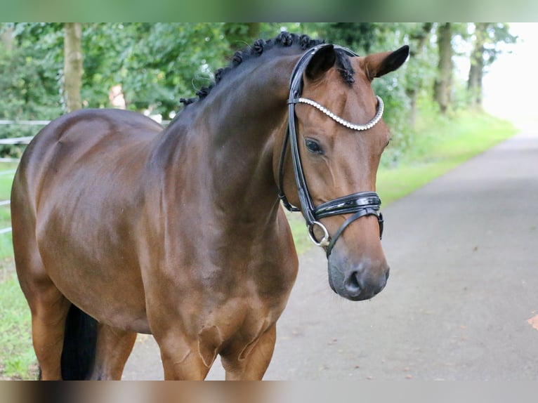 Duitse rijpony Ruin 5 Jaar 148 cm Donkerbruin in Recke, bei Osnabrück