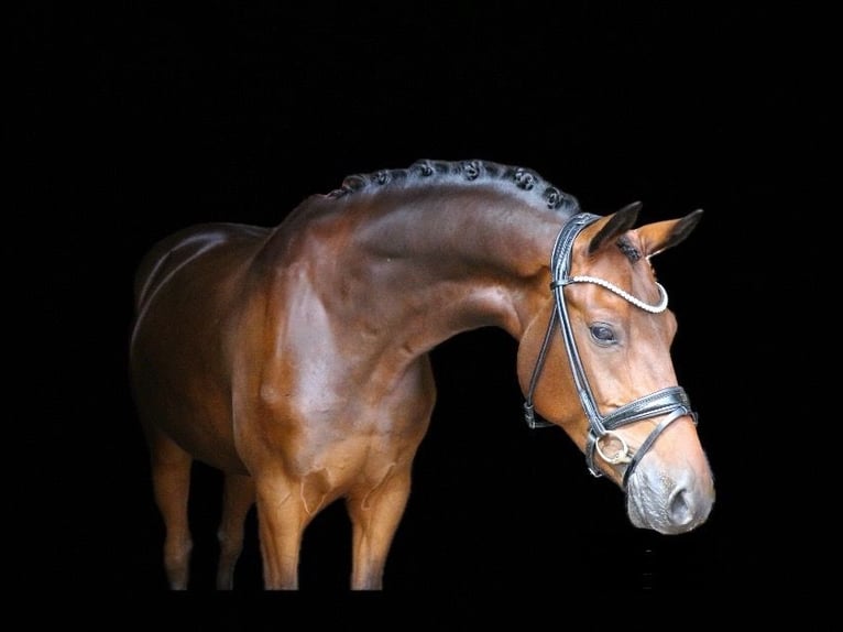 Duitse rijpony Ruin 5 Jaar 148 cm Donkerbruin in Recke, bei Osnabrück