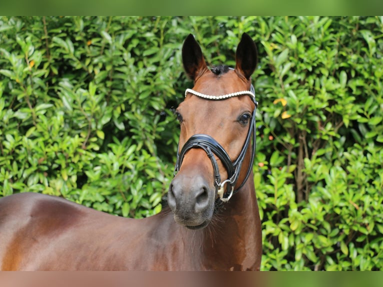 Duitse rijpony Ruin 5 Jaar 148 cm Donkerbruin in Recke, bei Osnabrück