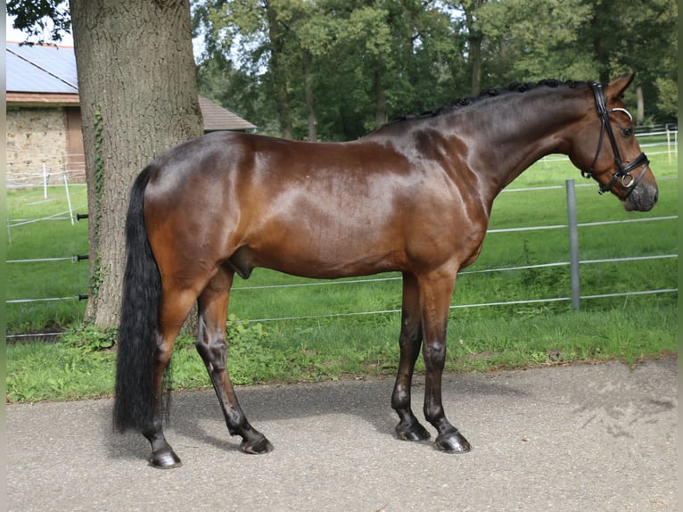 Duitse rijpony Ruin 5 Jaar 148 cm Donkerbruin in Recke, bei Osnabrück