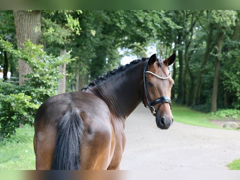 Duitse rijpony Ruin 5 Jaar 148 cm Donkerbruin in Recke, bei Osnabrück