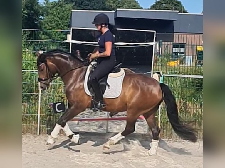 Duitse rijpony Ruin 5 Jaar 148 cm Donkerbruin in Esens