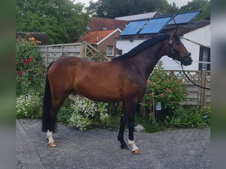 Duitse rijpony Ruin 5 Jaar 148 cm Donkerbruin in Esens