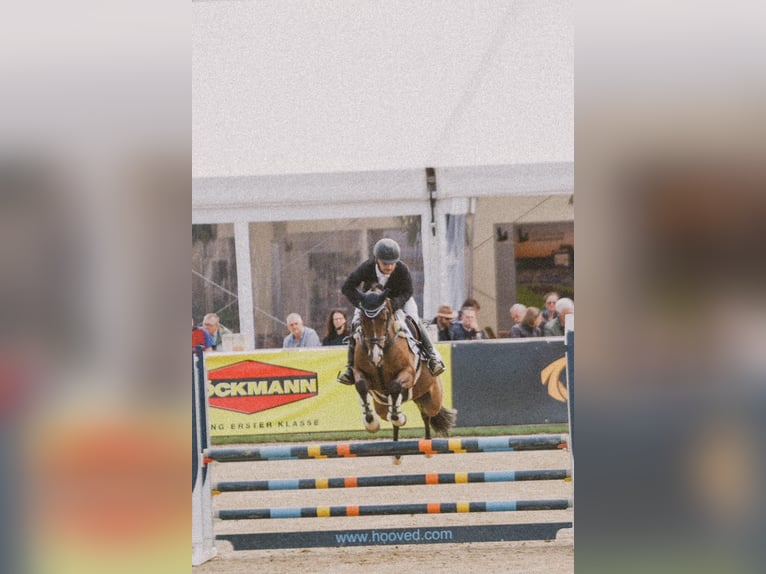 Duitse rijpony Ruin 5 Jaar 148 cm Donkerbruin in Warendorf