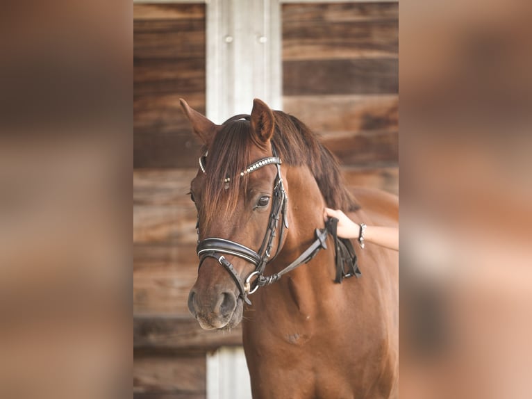 Duitse rijpony Ruin 5 Jaar 148 cm Donkere-vos in Gehrden