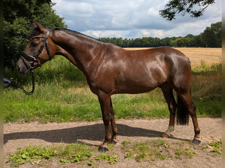 Duitse rijpony Ruin 5 Jaar 148 cm Donkere-vos in Wardenburg
