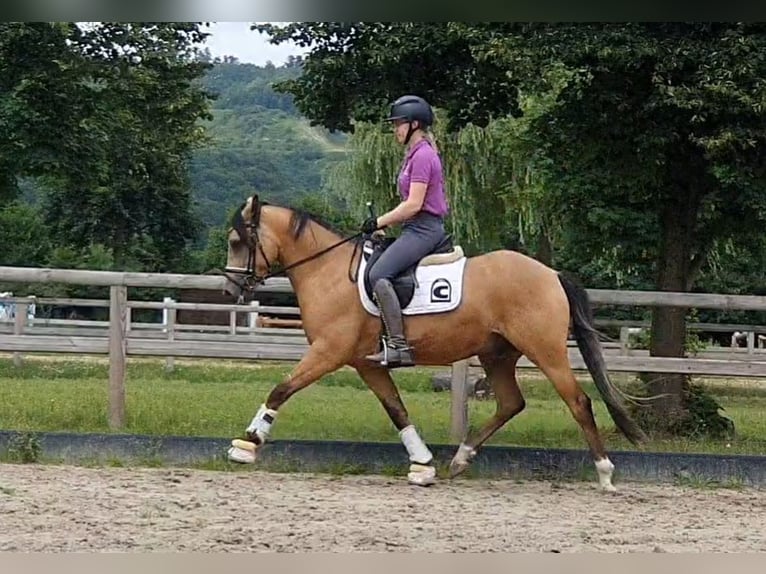 Duitse rijpony Ruin 5 Jaar 148 cm Falbe in Lienen