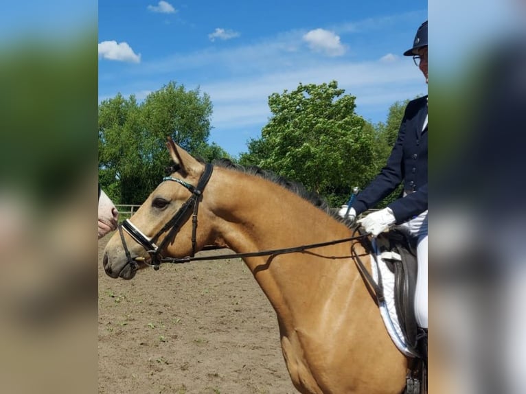 Duitse rijpony Ruin 5 Jaar 148 cm Falbe in Lienen