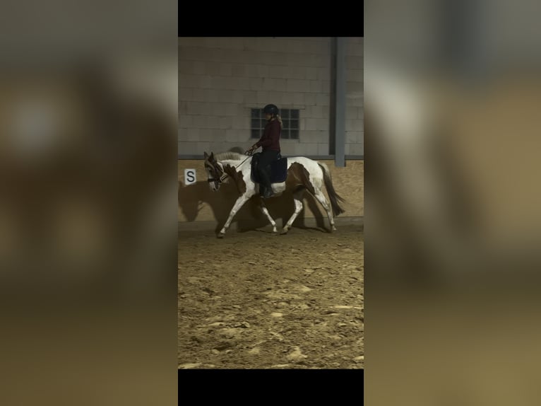 Duitse rijpony Mix Ruin 5 Jaar 148 cm Gevlekt-paard in Oberlangen