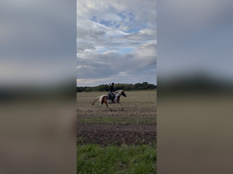 Duitse rijpony Mix Ruin 5 Jaar 148 cm Gevlekt-paard in Oberlangen