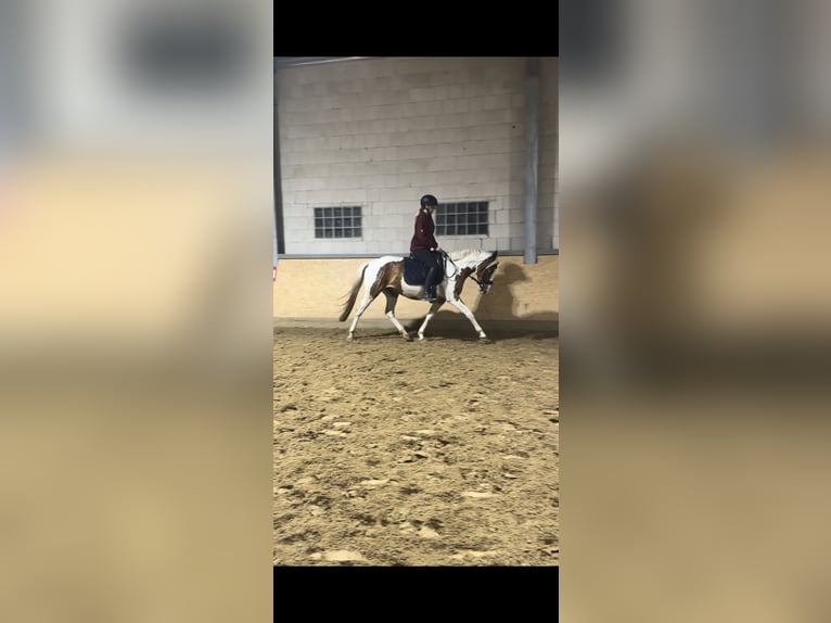 Duitse rijpony Mix Ruin 5 Jaar 148 cm Gevlekt-paard in Oberlangen