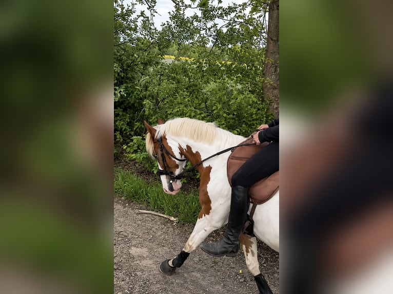 Duitse rijpony Mix Ruin 5 Jaar 148 cm Gevlekt-paard in Oberlangen