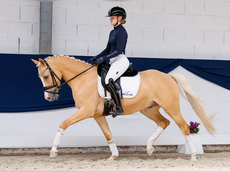 Duitse rijpony Ruin 5 Jaar 148 cm Palomino in Marsberg