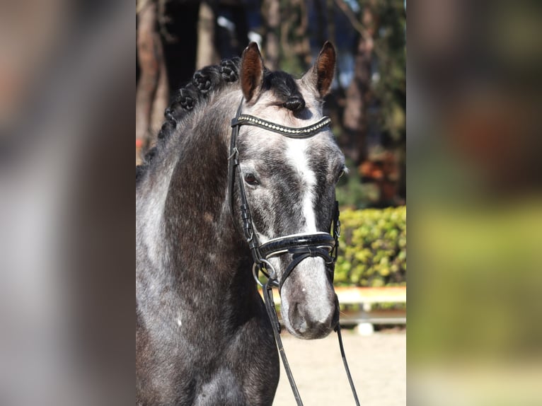 Duitse rijpony Ruin 5 Jaar 148 cm Schimmel in Reeßum