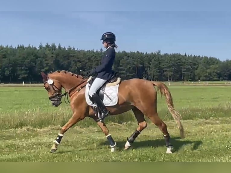Duitse rijpony Ruin 5 Jaar 148 cm Vos in Achim
