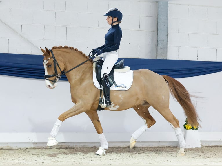 Duitse rijpony Ruin 5 Jaar 148 cm Vos in Marsberg