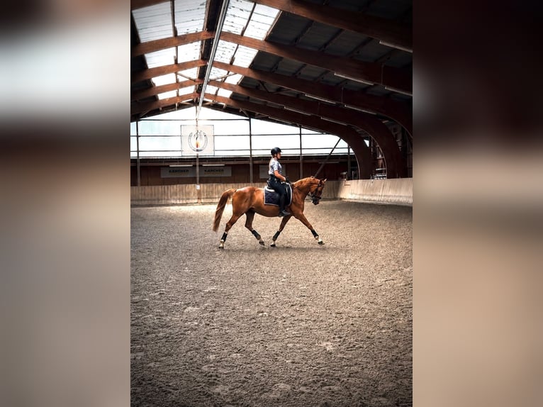 Duitse rijpony Ruin 5 Jaar 148 cm Vos in Waiblingen