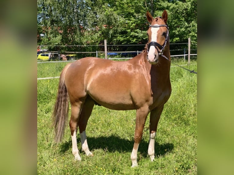 Duitse rijpony Ruin 5 Jaar 148 cm Vos in Waiblingen