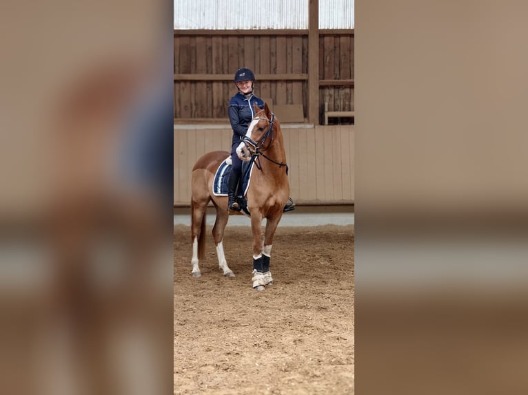Duitse rijpony Ruin 5 Jaar 148 cm Vos in Waiblingen