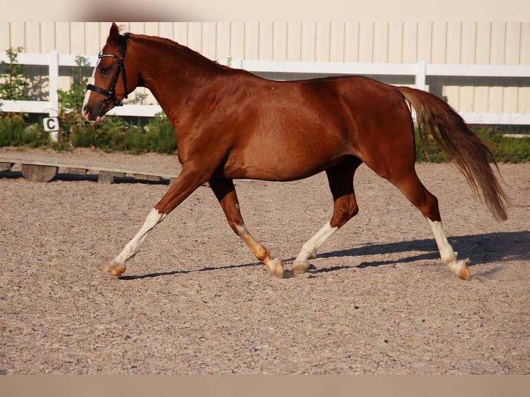 Duitse rijpony Ruin 5 Jaar 148 cm Vos in Waiblingen