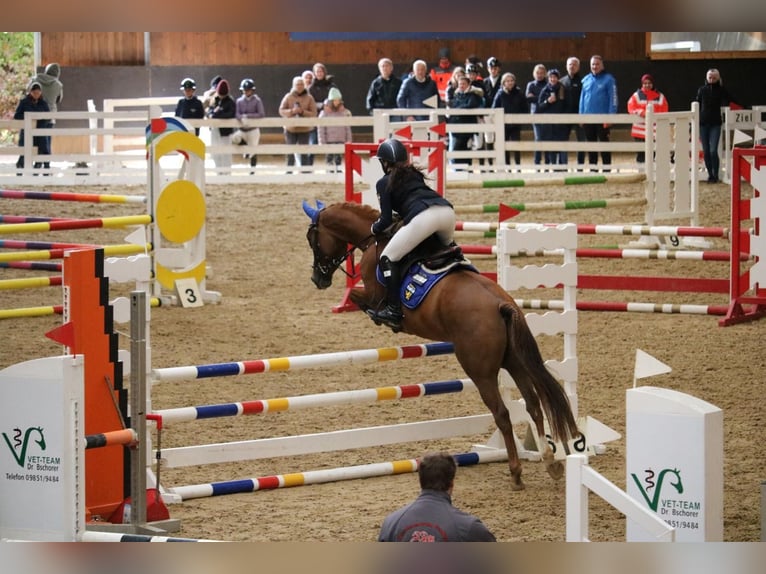 Duitse rijpony Ruin 5 Jaar 148 cm Vos in Weilheim in Oberbayern