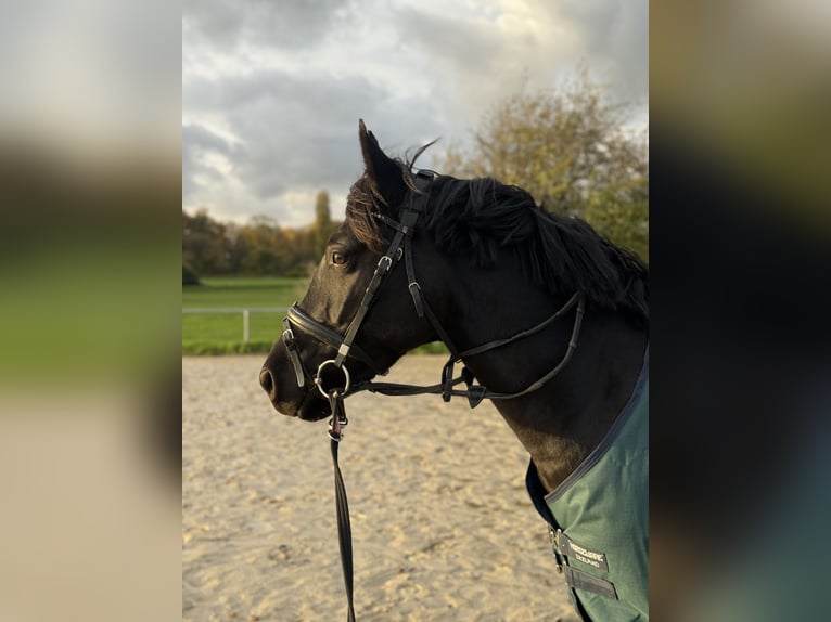 Duitse rijpony Ruin 5 Jaar 148 cm Zwart in Dortmund