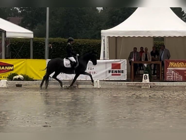 Duitse rijpony Ruin 5 Jaar 148 cm Zwart in Dortmund