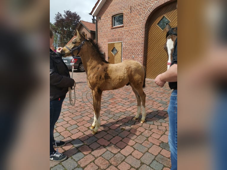 Duitse rijpony Ruin 5 Jaar 149 cm Buckskin in Norstedt