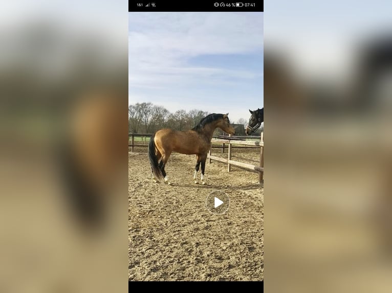 Duitse rijpony Ruin 5 Jaar 149 cm Buckskin in Norstedt