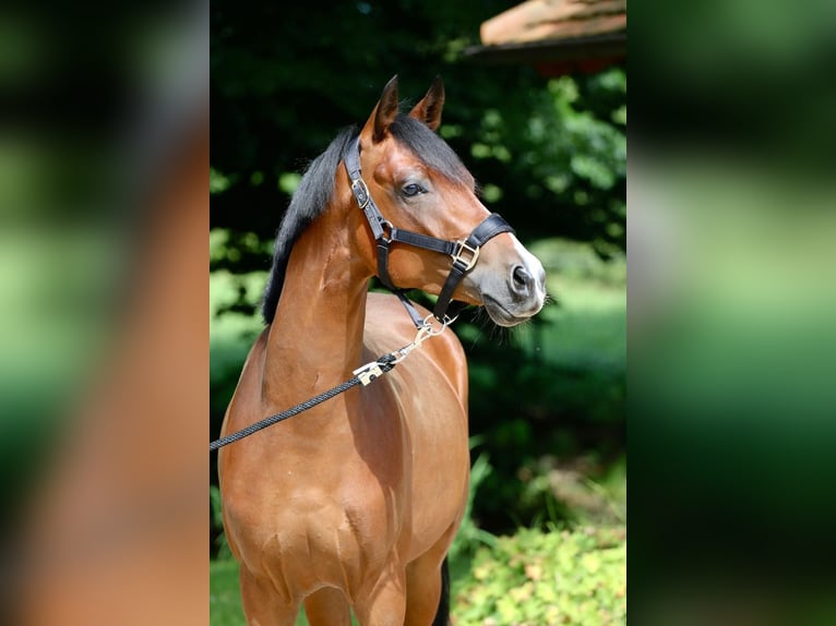 Duitse rijpony Ruin 5 Jaar 149 cm Lichtbruin in Bad Vilbel