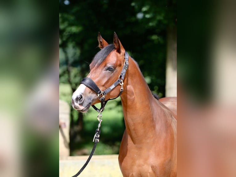 Duitse rijpony Ruin 5 Jaar 149 cm Lichtbruin in Bad Vilbel