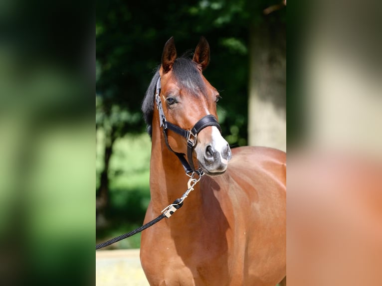 Duitse rijpony Ruin 5 Jaar 149 cm Lichtbruin in Bad Vilbel