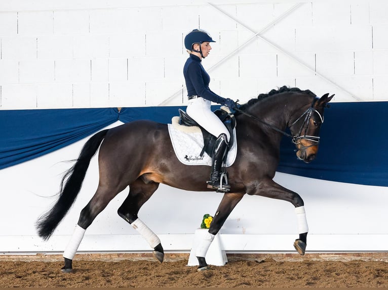 Duitse rijpony Ruin 5 Jaar 150 cm Donkerbruin in Marsberg