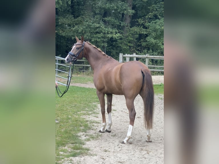 Duitse rijpony Ruin 5 Jaar 150 cm Donkere-vos in Hoya