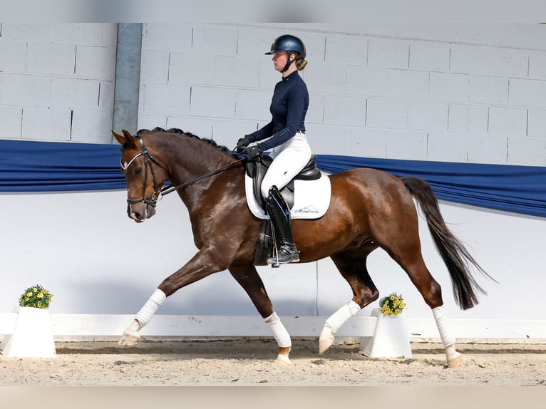 Duitse rijpony Ruin 5 Jaar 150 cm Donkere-vos in Marsberg
