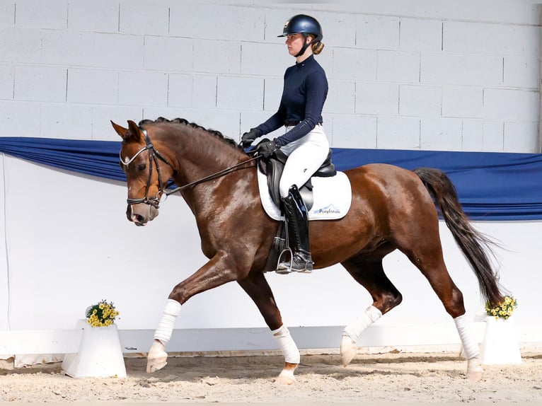 Duitse rijpony Ruin 5 Jaar 150 cm Donkere-vos in Marsberg