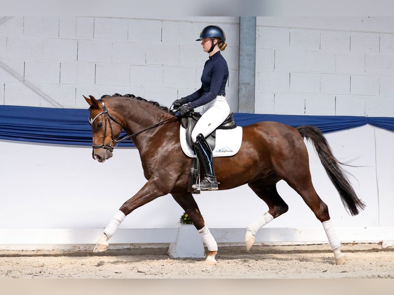 Duitse rijpony Ruin 5 Jaar 150 cm Donkere-vos in Marsberg