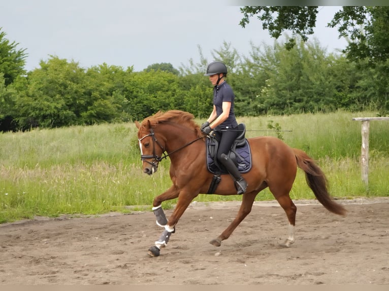 Duitse rijpony Ruin 5 Jaar 150 cm Vos in Nübel