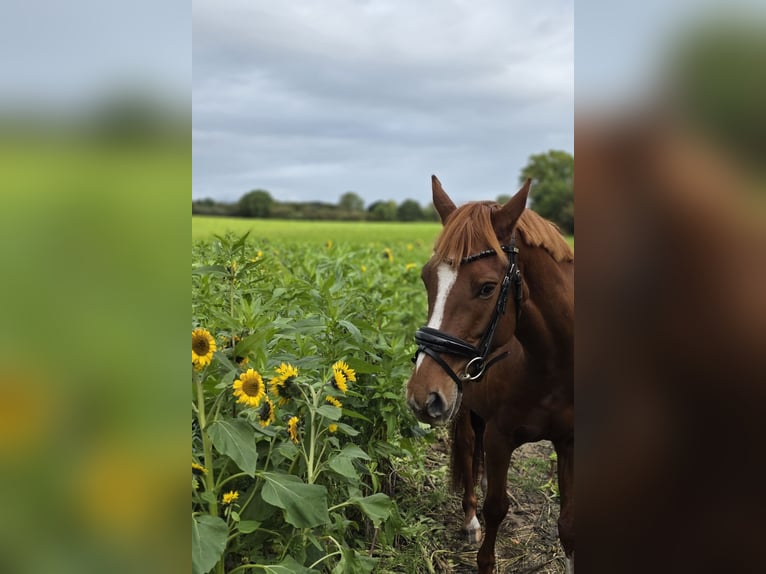 Duitse rijpony Ruin 5 Jaar 150 cm Vos in Nübel