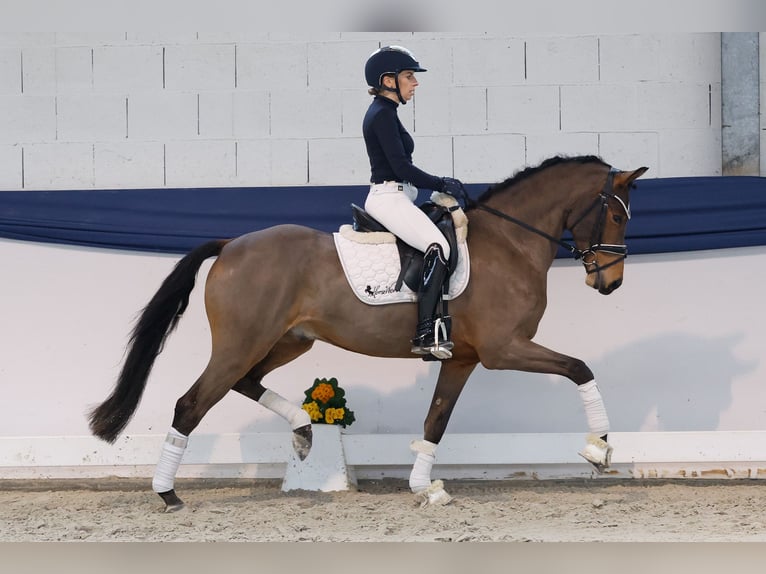Duitse rijpony Ruin 5 Jaar 152 cm Bruin in Marsberg
