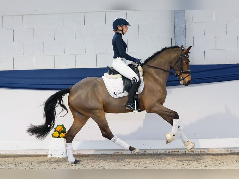 Duitse rijpony Ruin 5 Jaar 152 cm Bruin in Marsberg