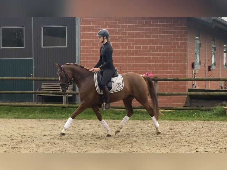 Duitse rijpony Ruin 5 Jaar 152 cm Donkere-vos in Hoya