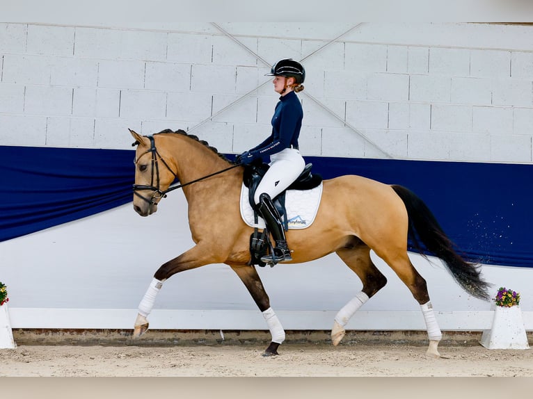 Duitse rijpony Ruin 5 Jaar 152 cm Falbe in Marsberg