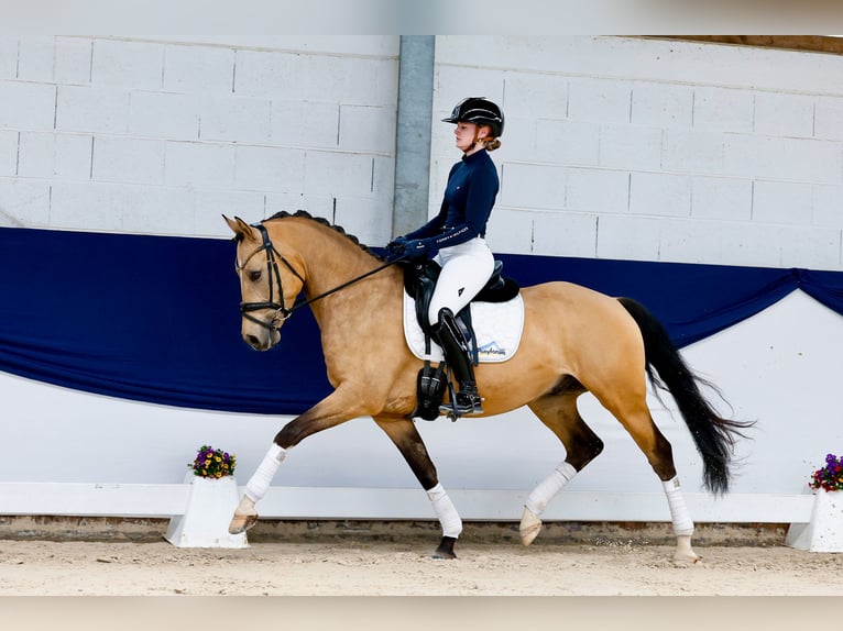 Duitse rijpony Ruin 5 Jaar 152 cm Falbe in Marsberg