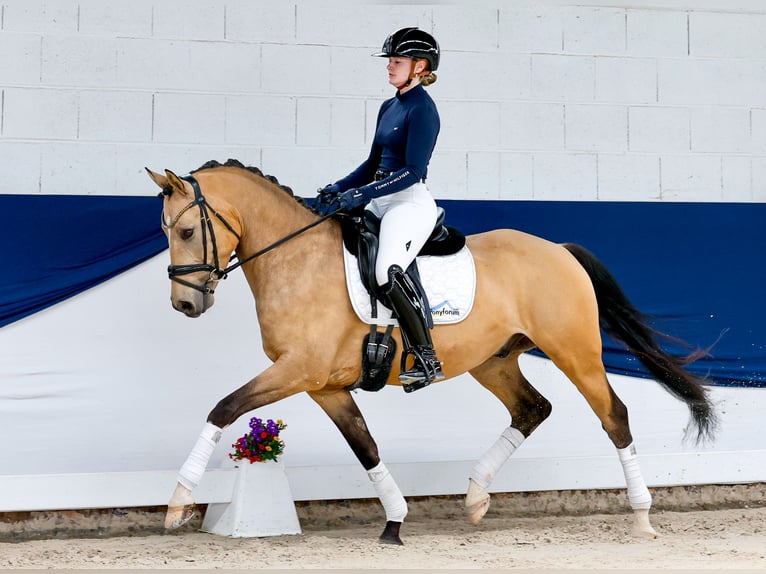Duitse rijpony Ruin 5 Jaar 152 cm Falbe in Marsberg
