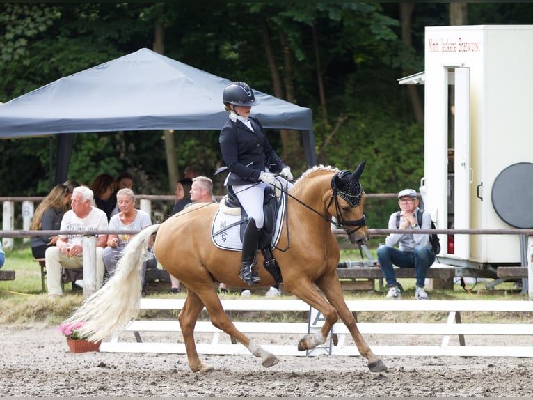 Duitse rijpony Ruin 5 Jaar 152 cm Palomino in Wangerland Hohenkirchen
