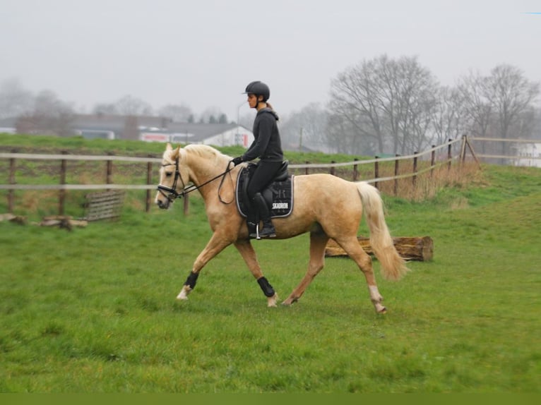 Duitse rijpony Ruin 5 Jaar 152 cm Palomino in Wagenfeld