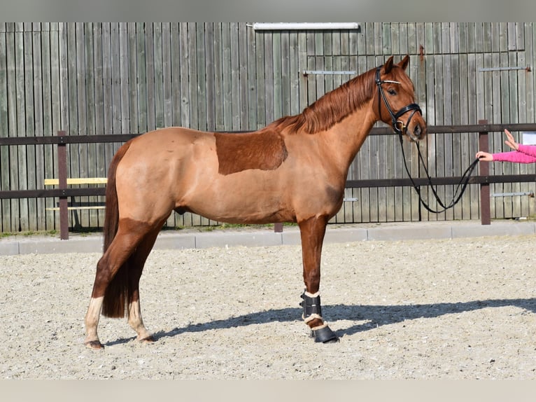 Duitse rijpony Ruin 5 Jaar 152 cm Vos in Edewecht